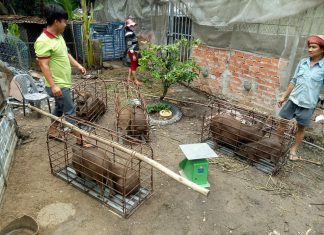 XUẤT HEO CHO HỘ NUÔI TỈNH ĐỒNG THÁP – HEO RỪNG MIỀN TÂY