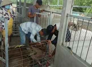 GIAO GIỐNG HỘ NUÔI MỚI TỈNH SÓC TRĂNG – HEO RỪNG MIỀN TÂY