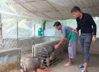 HỘ TRỢ KỸ THUẬT CHO 2 HỘ NUÔI Ở GIÁ RAI TỈNH BẠC LIÊU – HEO RỪNG MIỀN TÂY