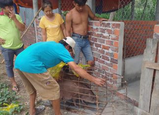 GIAO GIỐNG HỘ NUÔI MỚI TỈNH BẾN TRE – HEO RỪNG MIỀN TÂY