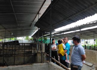 KHÁCH THAM QUAN CÔNG TY – HEO RỪNG MIỀN TÂY