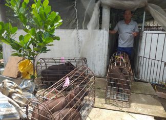 XUẤT HEO CHO HỘ NUÔI CAI LẬY TỈNH TIỀN GIANG – HEO RỪNG MIỀN TÂY