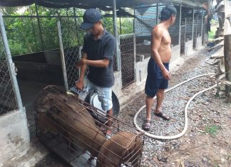 XUẤT HEO CHO HỘ NUÔI Ở SA ĐÉC TỈNH ĐỒNG THÁP – HEO RỪNG MIỀN TÂY