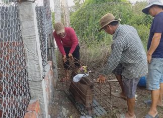 GIAO GIỐNG CHO HỘ NUÔI TỈNH BẾN TRE – HEO RỪNG MIỀN TÂY