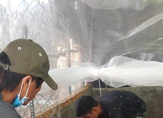 GIAO GIỐNG HỘ NUÔI MỚI TỈNH VĨNH LONG – HEO RỪNG MIỀN TÂY