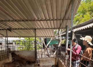 KHÁCH THAM QUAN MÔ HÌNH TẠI CÔNG TY – HEO RỪNG MIỀN TÂY