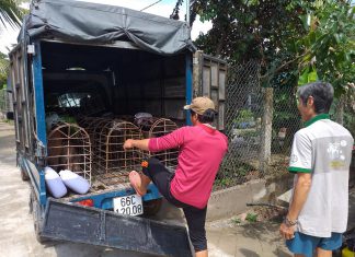 GIAO GIỐNG HỘ NUÔI MỚI CAI LẬY TIỀN GIANG – HEO RỪNG MIỀN TÂY