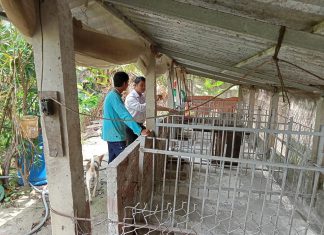 KHẢO SÁT THỰC TẾ 3 HỘ NUÔI MỚI TỈNH SÓC TRĂNG – HEO RỪNG MIỀN TÂY