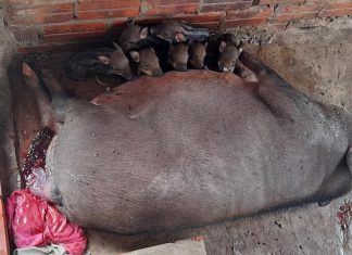 XUẤT HEO CHO HỘ NUÔI TỈNH AN GIANG – HEO RỪNG MIỀN TÂY