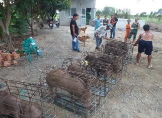 GIAO GIỐNG HỘ NUÔI MỚI TỈNH KIÊN GIANG – HEO RỪNG MIỀN TÂY