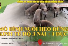 Mô Hình Nuôi Heo Rừng Kinh Tế Hộ 3 Nái + 1 Đực mo-hinh-nuoi-heo-3-nai-1-duc