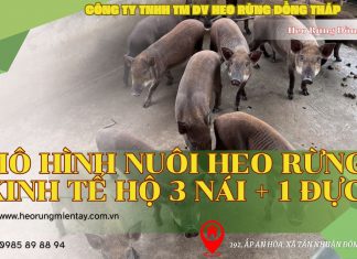 Mô Hình Nuôi Heo Rừng Kinh Tế Hộ 3 Nái + 1 Đực mo-hinh-nuoi-heo-3-nai-1-duc
