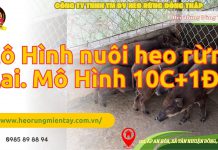 MÔ HÌNH NUÔI HEO RỪNG KINH TẾ HỘ 10 NÁI + 1 ĐỰC mo-hinh-nuoi-heo-rung-kinh-te-ho-10-nai-1-duc