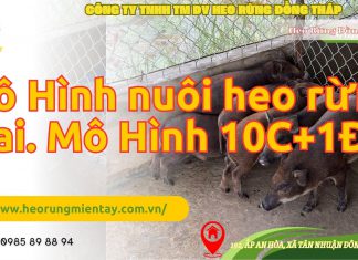 MÔ HÌNH NUÔI HEO RỪNG KINH TẾ HỘ 10 NÁI + 1 ĐỰC mo-hinh-nuoi-heo-rung-kinh-te-ho-10-nai-1-duc