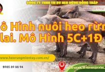 MÔ HÌNH NUÔI HEO RỪNG KINH TẾ HỘ 5 NÁI + 1 ĐỰC mo-hinh-nuoi-heo-rung-kinh-te-ho-5-nai-1-duc