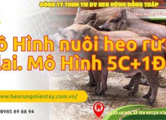 MÔ HÌNH NUÔI HEO RỪNG KINH TẾ HỘ 5 NÁI + 1 ĐỰC mo-hinh-nuoi-heo-rung-kinh-te-ho-5-nai-1-duc