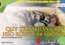Quy Trình Bán Giống Heo Rừng Cho Hộ Nuôi: 3 Nái – 1 Đực quy-trinh-ban-giong-heo-rung-dong-thap