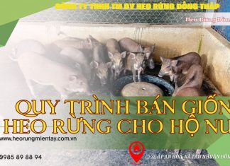 Quy Trình Bán Giống Heo Rừng Cho Hộ Nuôi: 3 Nái – 1 Đực quy-trinh-ban-giong-heo-rung-dong-thap