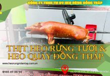 Thịt Heo Rừng Tươi & Heo Quay Heo Rừng Đồng Tháp thit-heo-rung-tuoi-heo quay-heo-rung-dong-thap